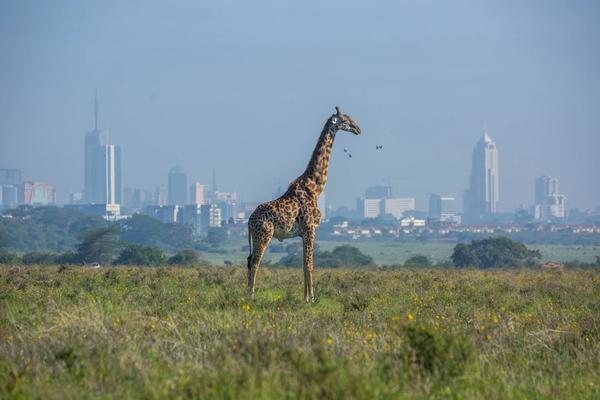 From the bustling capital of Nairobi to charming wildlife gateway towns, get ready to explore Kenya’s cities and nearby wonders