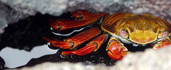 close-up of a crab