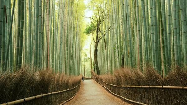 Snow-clad mountains perfect for skiing, temples galore, and fish-filled coral reefs — Japan really has it all