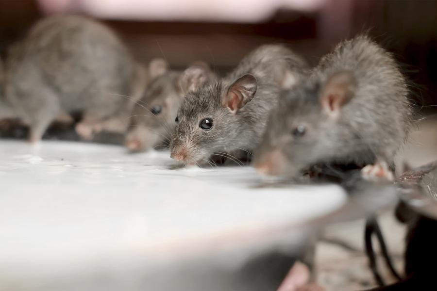 Rajahstan’s Karni Mata is home to more than 20,000 black rats — and Hindu devotees travel great distances to worship these revered rodents.