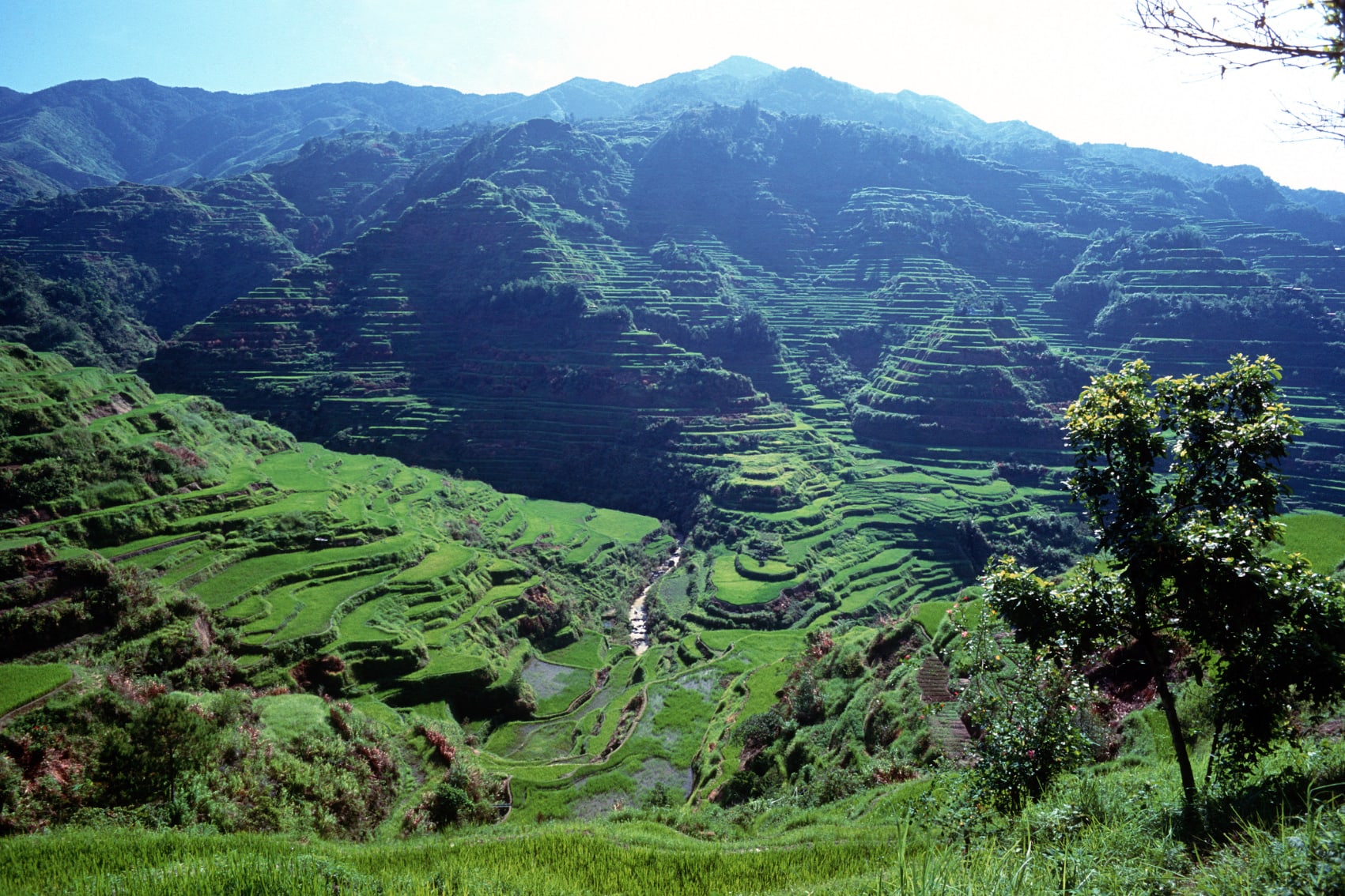 banaue rice terraces emerald green rice terraces as far as the eye can see in Banaue, Philippines