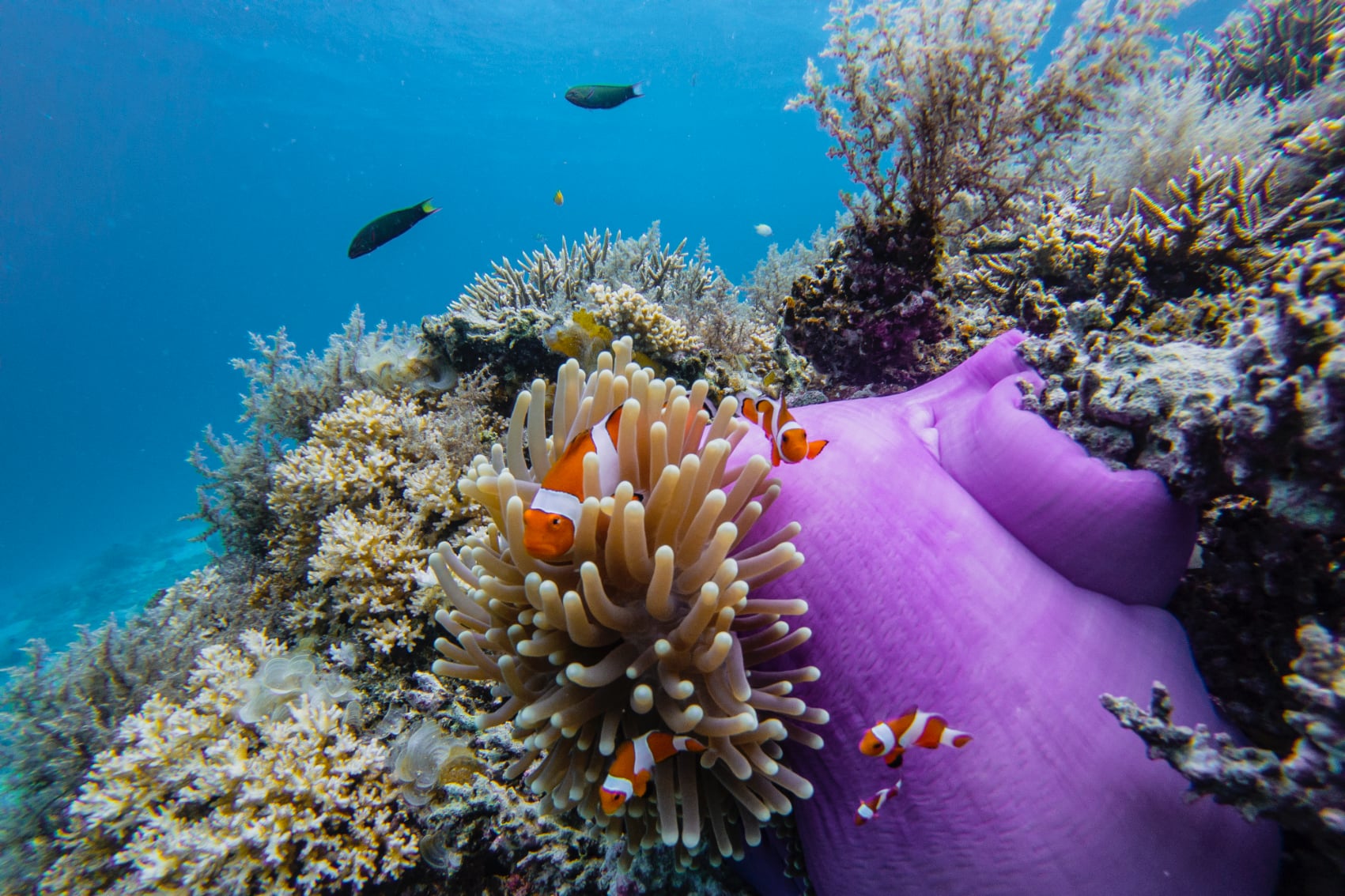 clownfish coral colourful orange, white, and black clownfish hide in colourful purple anemones
