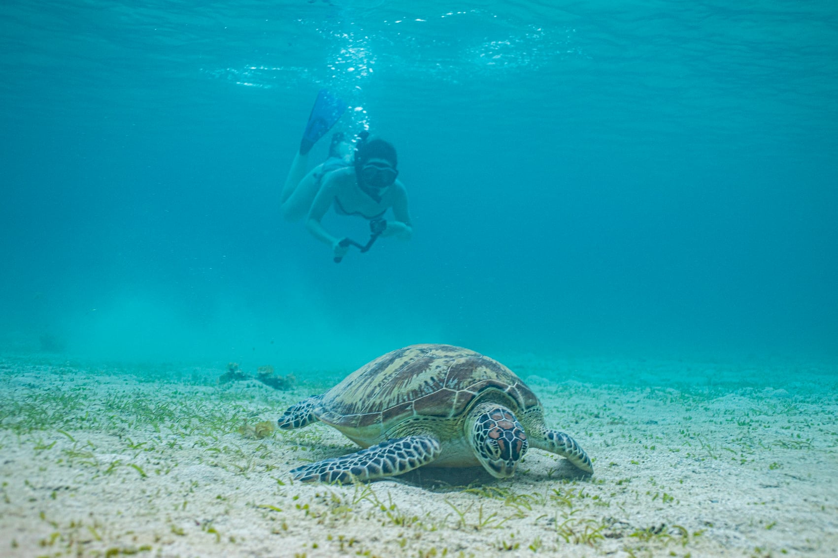 snorkel with turtles a snorkelling traveller follows along with a sea turtle at Port Barton