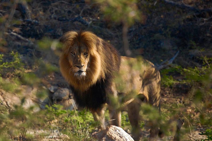 A few fascinating facts about your favourite safari beasts